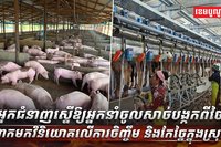 វិស័យ SME