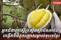 ដំណាំទុរេន