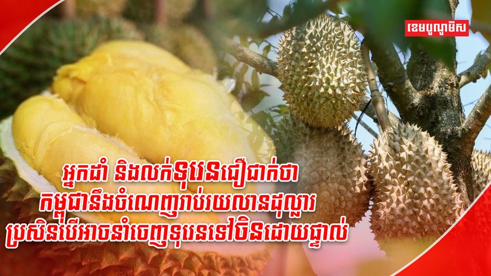 អ្នកដាំ និងលក់ទុរេនជឿជាក់ថា កម្ពុជានឹងចំណេញរាប់រយលានដុល្លារ ប្រសិនបើអាចនាំចេញទុរេនទៅចិនដោយផ្ទាល់