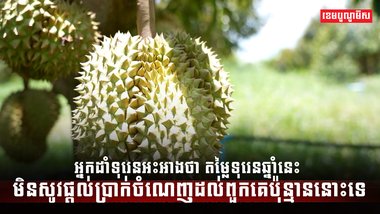 អ្នកដាំទុរេនអះអាងថា_តម្លៃទុរេនឆ្នាំនេះមិនសូវផ្តល់ប្រាក់ចំណេញដល់