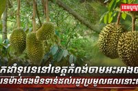 អ្នកដាំទុរេននៅខេត្តកំពង់