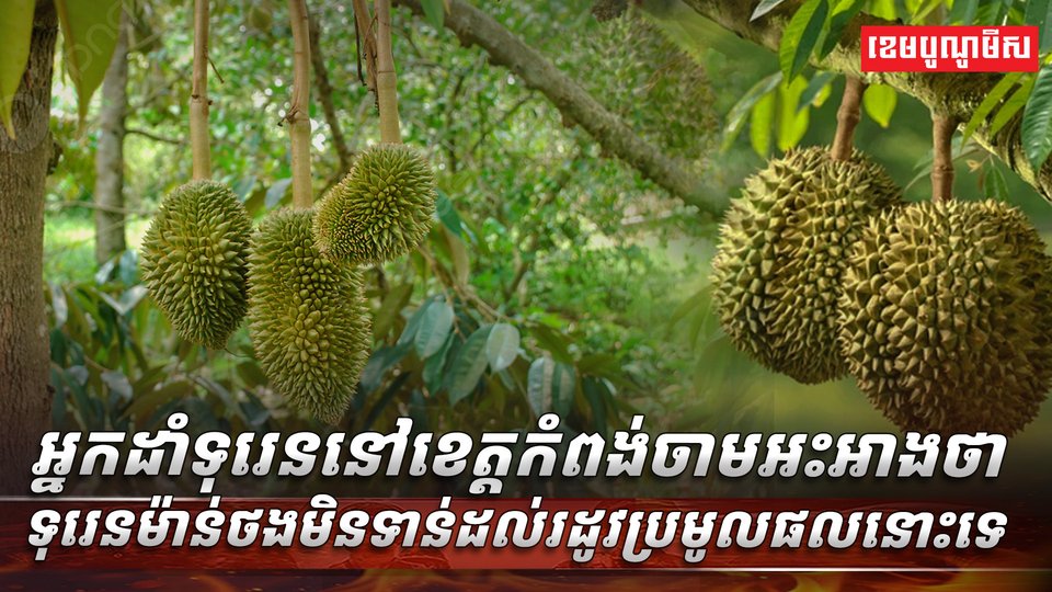 អ្នកដាំទុរេននៅខេត្តកំពង់