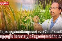 ការអភិវឌ្ឍពូជស្រូវ