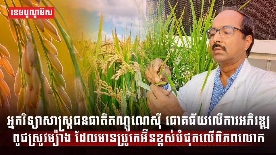 ការអភិវឌ្ឍពូជស្រូវ