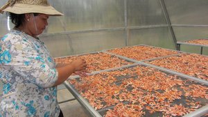 អង្គការ UNIDO៖ ស្ត្រីដើរតួនាទីយ៉ាងសំខាន់ក្នុងវិស័យកែច្នៃជលផលនៅកម្ពុជា