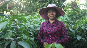 របរ​បណ្តុះ​កូន​ឈើ​ហូប​ផ្លែ​លក់ ផ្ដល់​ចំណូល​ខ្ទង់​ម៉ឺន​ដុល្លារ​សម្រាប់​អ្នក​ភូមិ​បត់តាជី។