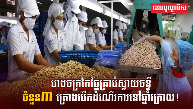 ដំណាំស្វាយចន្ទី