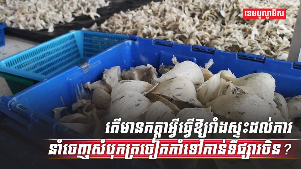 សំបុកត្រចៀកកាំ