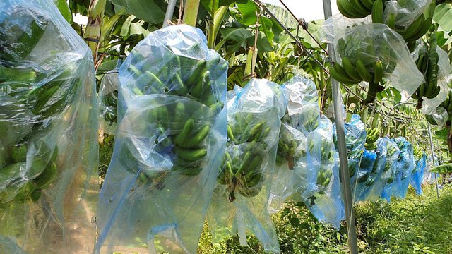 ក្រុមហ៊ុន Longmate គ្រោងពង្រីកផ្ទៃដីដាំចេកឲ្យបាន១.០០០ ហិកតា នៅត្រឹមឆ្នាំ២០២០