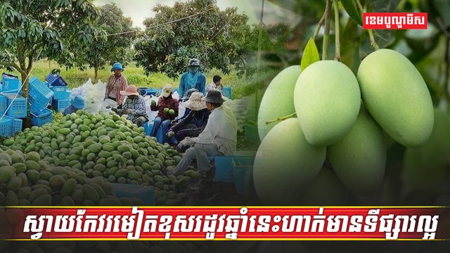 ដំណាំស្វាយ