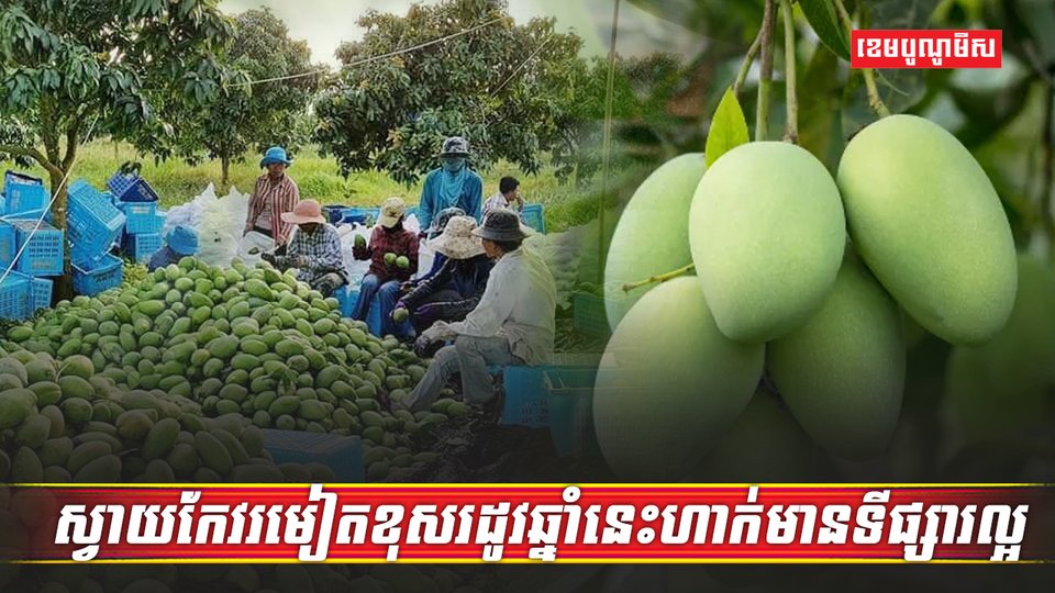 ដំណាំស្វាយ