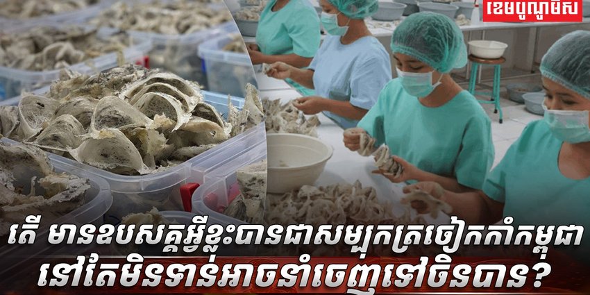 សម្បុកត្រចៀកកាំ​​