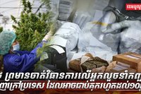ដំណាំកញ្ឆា
