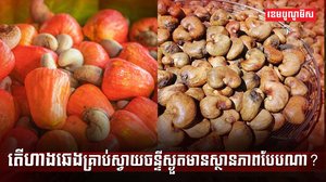 ដំណាំស្វាយចន្ទី