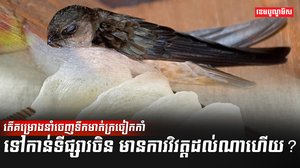 សំបុកត្រចៀកកាំ