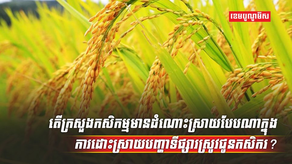 វិស័យកសិកម្ម