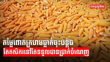 វិស័យកសិកម្ម