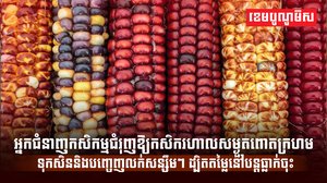ពោតក្រហម