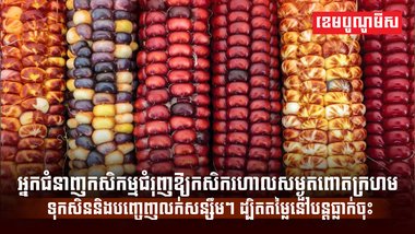 ពោតក្រហម