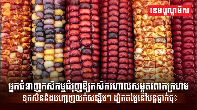 ពោតក្រហម