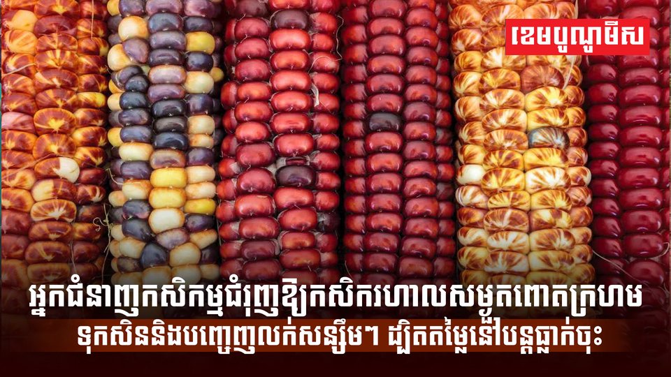 ពោតក្រហម