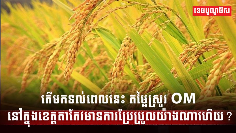វិស័យស្រូវ អង្ករ