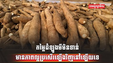 តម្លៃដំឡូងមី