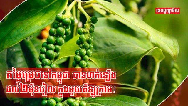 ដំណាំម្រេច