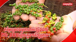 ដំណាំម្រេច