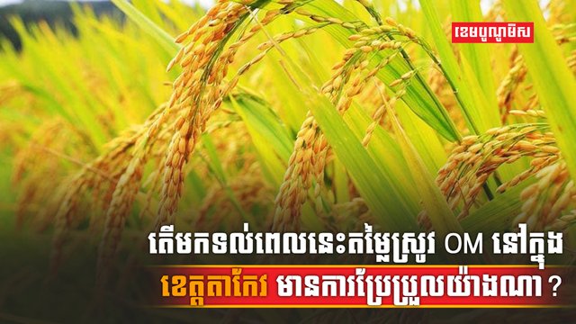 វិស័យស្រូវអង្ករ