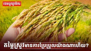 វិស័យស្រូវ អង្ករ