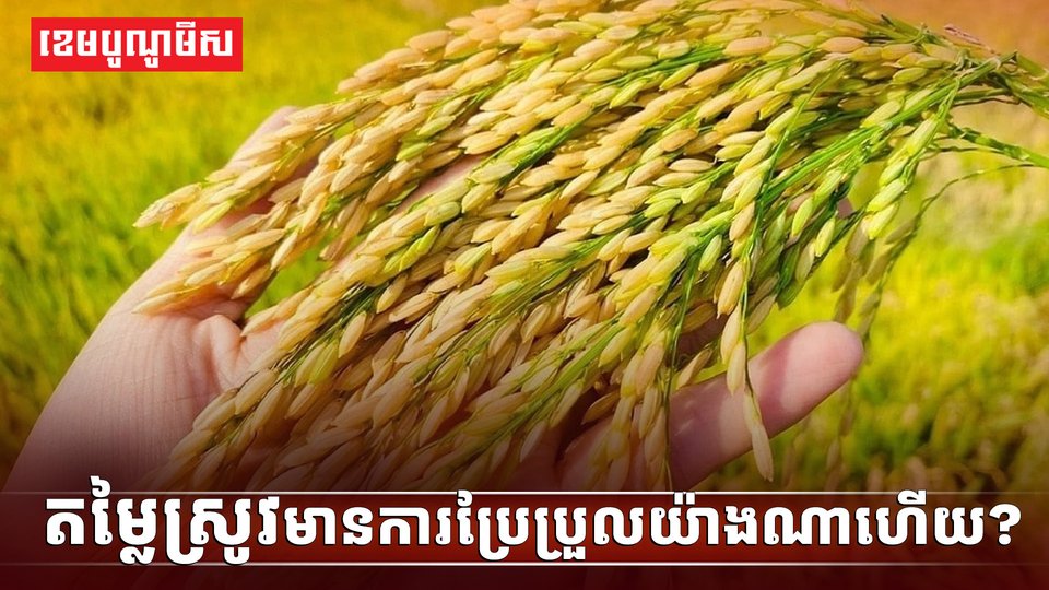 វិស័យស្រូវ អង្ករ