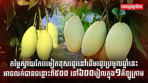ដំណាំស្វាយ