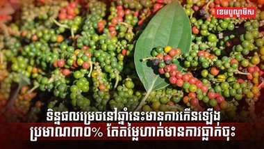 ដំណាំម្រេច