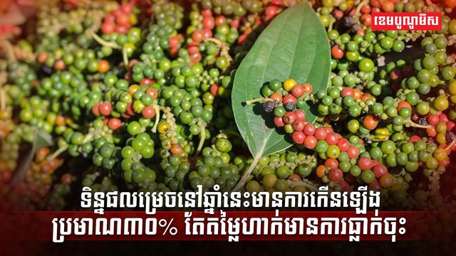 ដំណាំម្រេច
