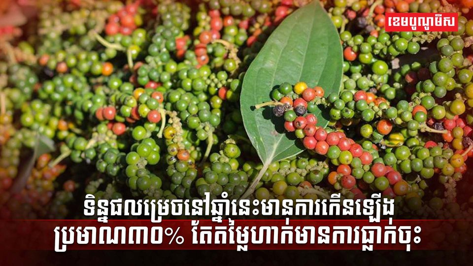 ដំណាំម្រេច