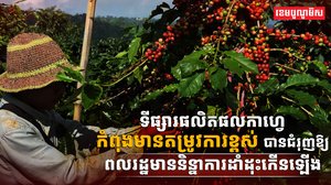 វិស័យកសិកម្ម