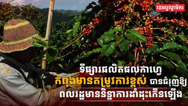 វិស័យកសិកម្ម