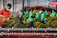 ទុរេនថៃខុសច្បាប់