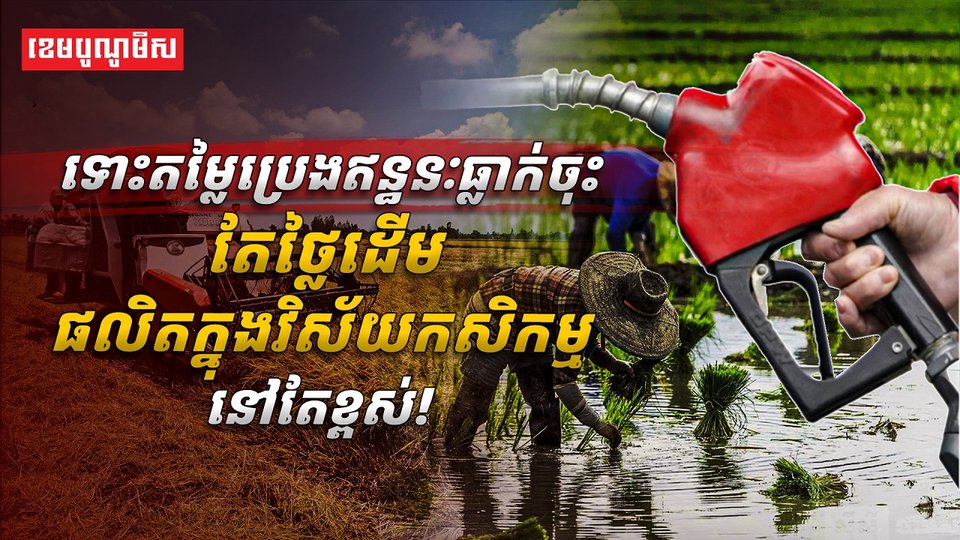 វិស័យកសិកម្ម