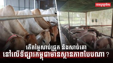 ទីផ្សារសាច់