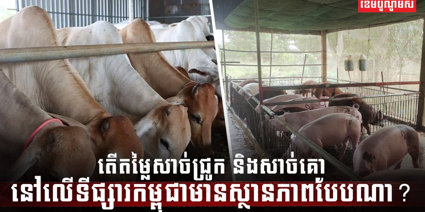 ទីផ្សារសាច់
