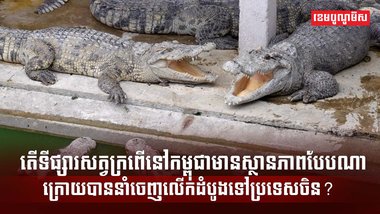 ទីផ្សារសត្វក្រពើ