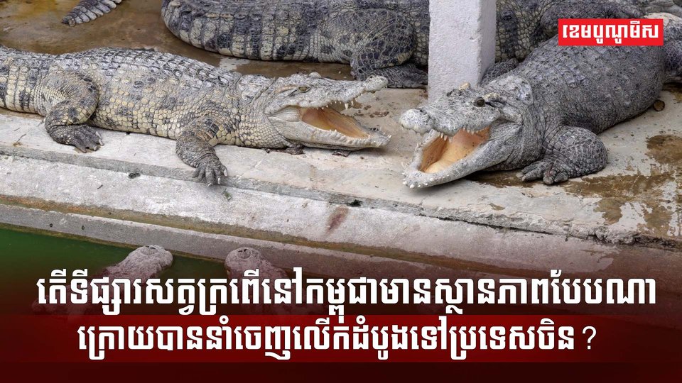ទីផ្សារសត្វក្រពើ