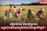 វិស័យកសិកម្ម