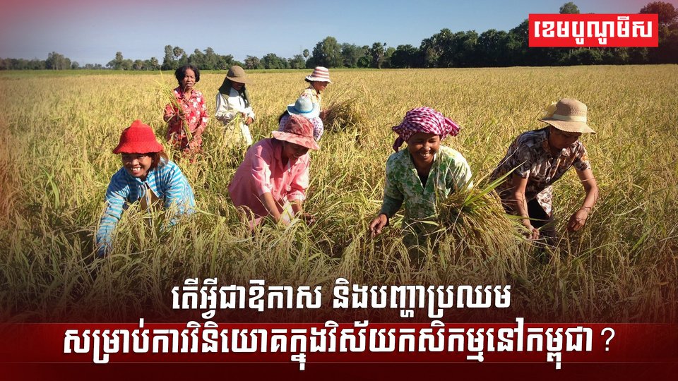 វិស័យកសិកម្ម