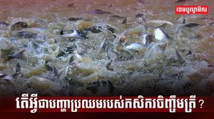 វិស័យវារីវប្បកម្ម