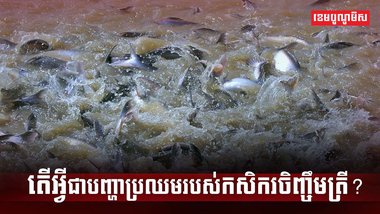 វិស័យវារីវប្បកម្ម