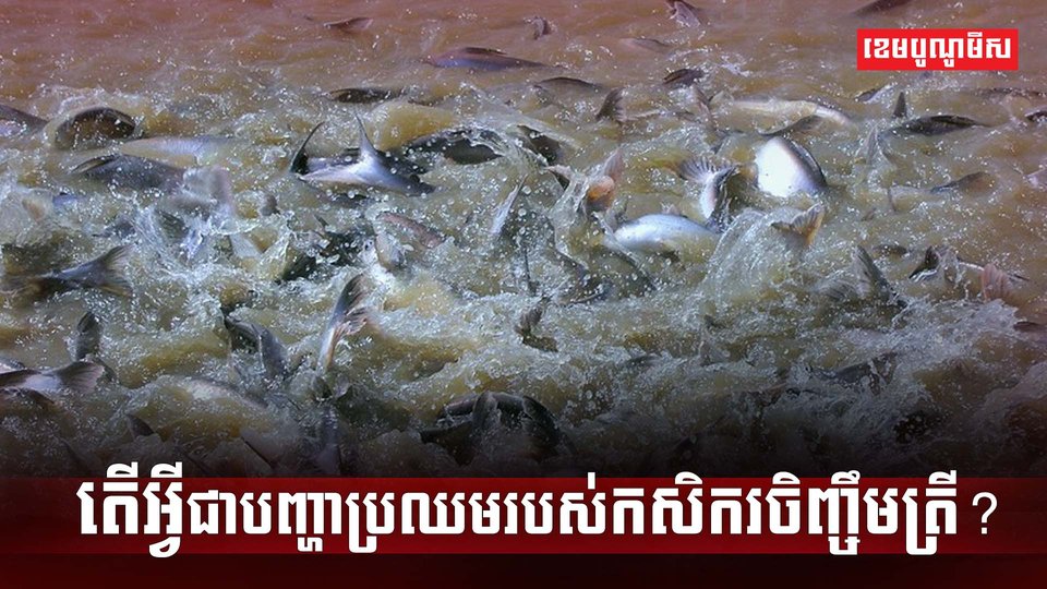 វិស័យវារីវប្បកម្ម