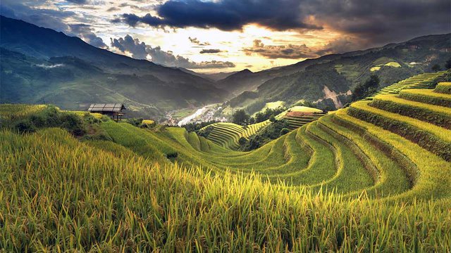 វាលស្រែ​នៅ​ប្រទេស​វៀតណាម។ រូបភាព៖ Pixabay.com